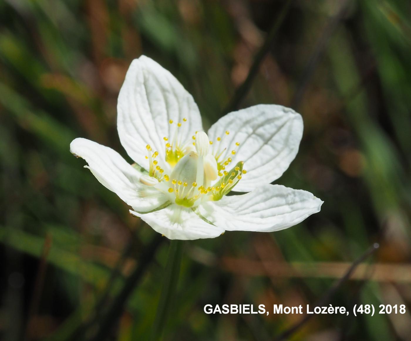 Grass of Parnassus flower